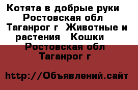 Котята в добрые руки - Ростовская обл., Таганрог г. Животные и растения » Кошки   . Ростовская обл.,Таганрог г.